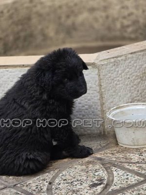 ژرمن ورک بلک نر دو ماهه وارداتی (۱)