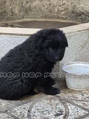 ژرمن ورک بلک نر دو ماهه وارداتی (۲)