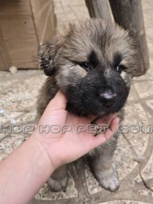 ژرمن ورک لاین نر دو ماهه وارداتی (۲)