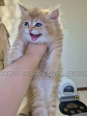 گربه بریتیش لانگ هیر نارنجی ماده یک ماهه (۱)