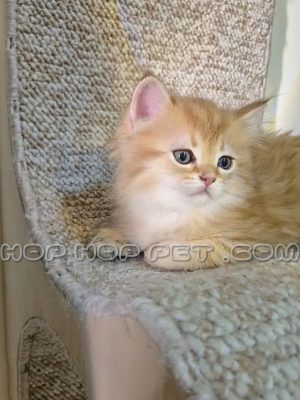 گربه بریتیش لانگ هیر نارنجی ماده یک ماهه (۲)