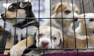 بهترین مرکز فروش سگ در تهران