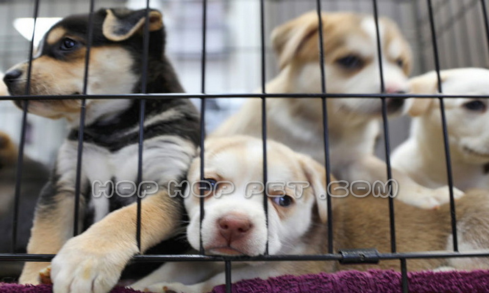 بهترین مرکز فروش سگ در تهران