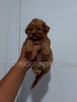 توله سگ توی پودل دارک رد یک ماهه ماده