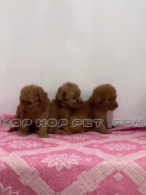 توله سگ توی پودل شکلاتی دو ماهه نر