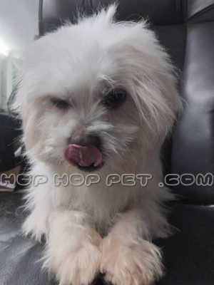 توله سگ مالتیز شیری سه ماهه نر