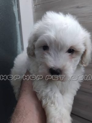 توله سگ مالتیپو شیری یک ماهه ماده ۱