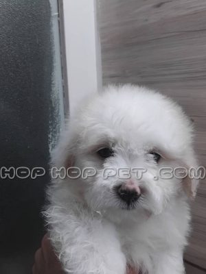 توله سگ مالتیپو شیری یک ماهه ماده