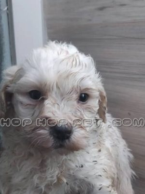 توله سگ مالتیپو نباتی دو ماهه نر