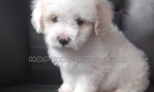 رضایت آقای کلانتری از محمود آباد