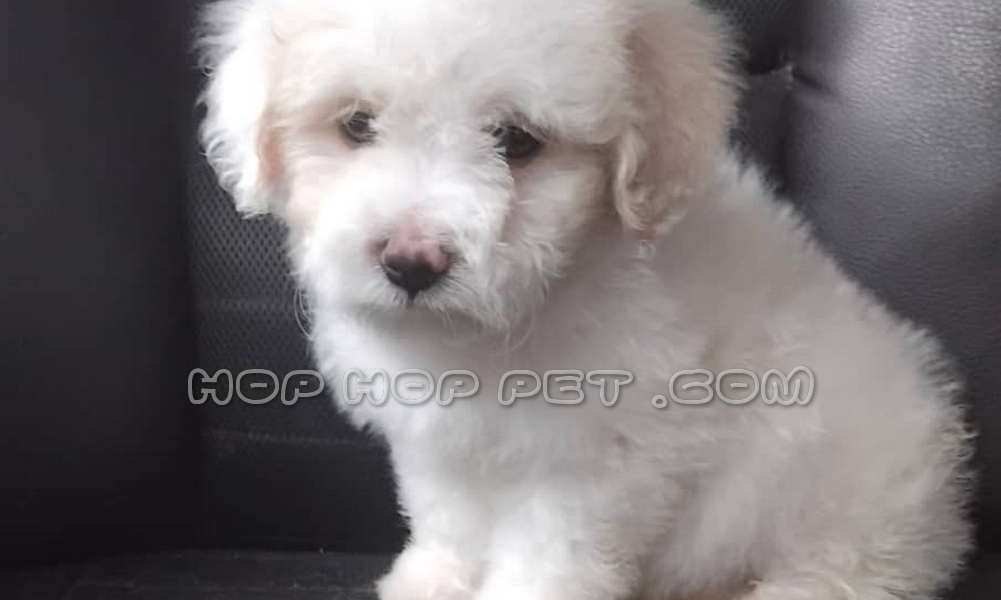 رضایت آقای کلانتری از محمود آباد