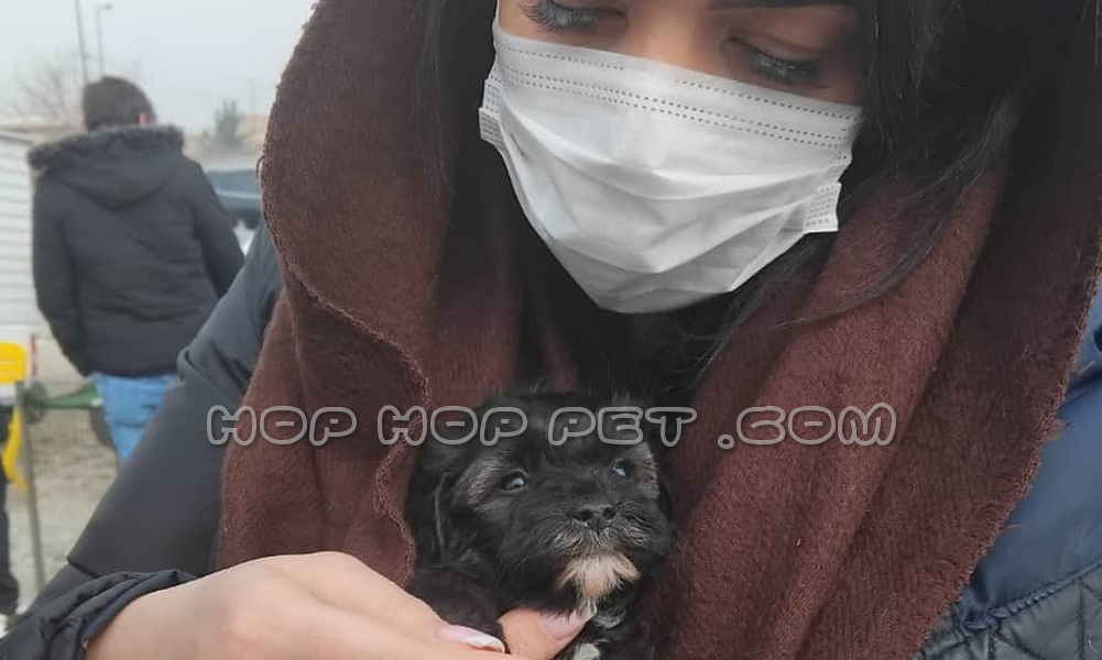 رضایت مشتری از خرید توله مالتیز ۴۵ روزه مشکی