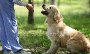 آموزش تربیت سگ