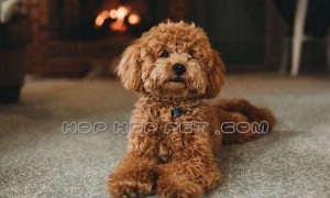 خرید سگ شمال تهران