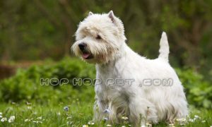 سگ تریر ارزان