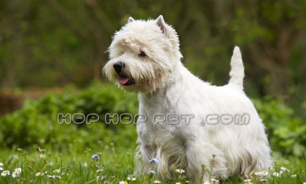 سگ تریر ارزان