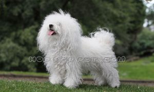 سگ مو بلند سفید