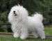 سگ مو بلند سفید