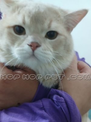 بچه گربه نر بریتیش سایه روشن ۲ ماهه (۱)