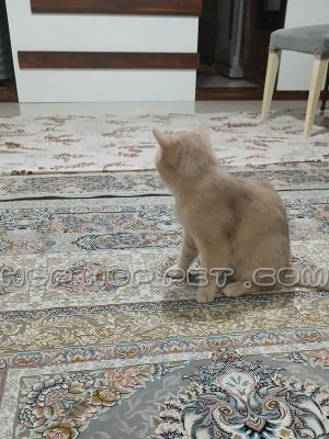 بچه گربه نر بریتیش سایه روشن ۲ ماهه (۲)