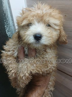 توله سگ توی پودل عروسکی نباتی ماده ۲ ماهه (۱)