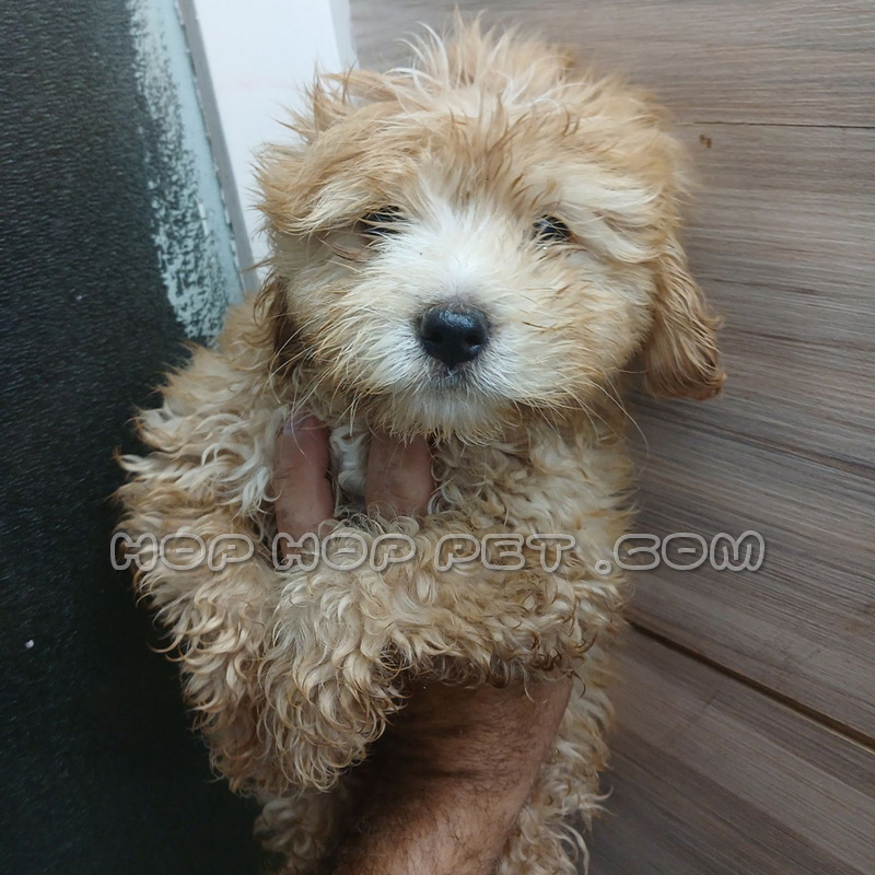 توله سگ توی پودل عروسکی نباتی ماده ۲ ماهه (۱) توله سگ توی پودل عروسکی نباتی ماده ۲ ماهه (۱)