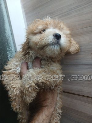 توله سگ توی پودل عروسکی نباتی ماده ۲ ماهه (۲)