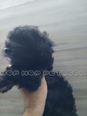 توله سگ مالتیز مشکی دو ماهه نر (۲)