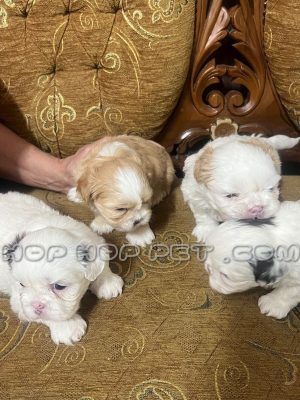 توله سگ مالتیپو ماده ۱ ماهه نباتی
