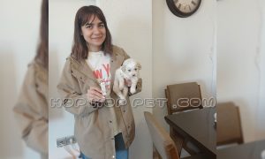 رضایت مشتری عزیزمان از تهران از خرید پودل شیری یک ماهه (۱)
