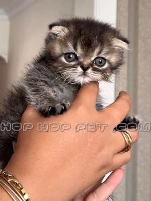 بچه گربه بریتیش بلک گلد ماده ۲ ماهه ۱