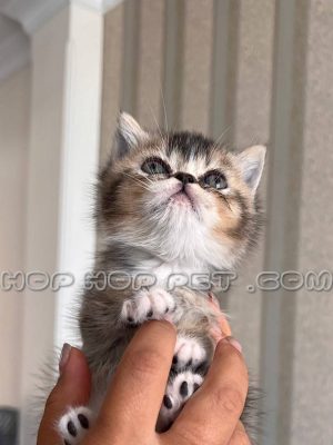 بچه گربه بریتیش بلک گلد ماده ۲ ماهه