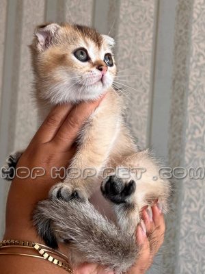بچه گربه بریتیش بلک گلد نر ۲ ماهه ۱