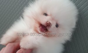 تحویل و ارسال توله سگ پامر خرسی ۲ ماهه ماده به فومن برای مشتری عزیزمان آقا و خانم حسن‌ زاده ۱