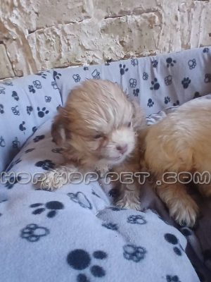 توله سگ شیتزو نر ۲ ماهه (۲)