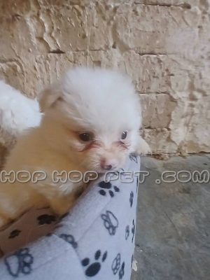 توله سگ پامر خرسی نر ۲ ماهه