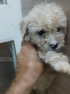 توله سگ پودل کرمی ۲ ماهه