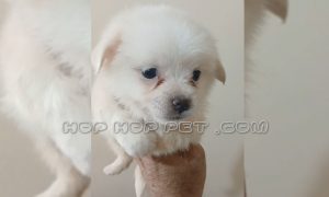 سوپرایز تولد خانم سعیدی در منزل با کادو توله پامر