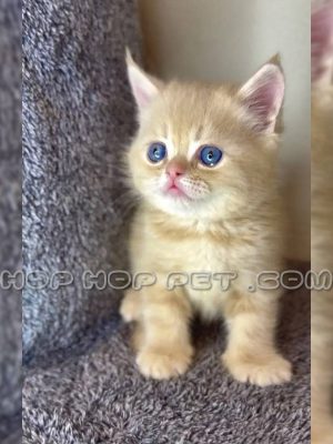 توله گربه پرشین نارنجی دو ماهه نر چشم آبی (۱)