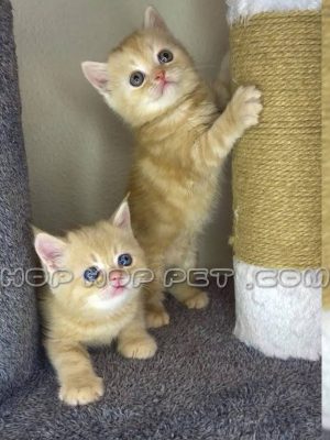 توله گربه پرشین نارنجی دو ماهه نر چشم آبی (۲)