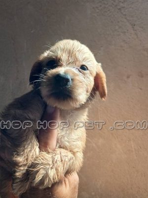 توله سگ توی پول رد ۴۲ روزه