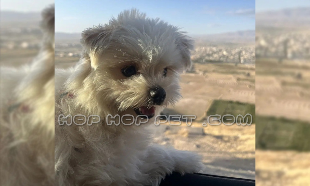 فروشگاه سگ در ونک (۲)